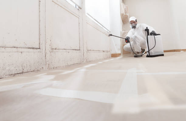24/7 Emergency Black Mold Removal experts in Jamaica, VA
