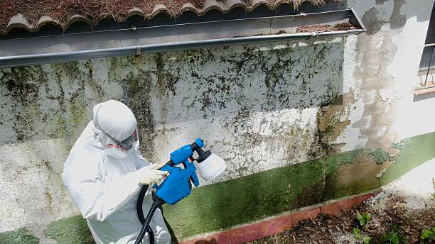 Top rated local Basement Mold Removal specialists in Jamaica, VA